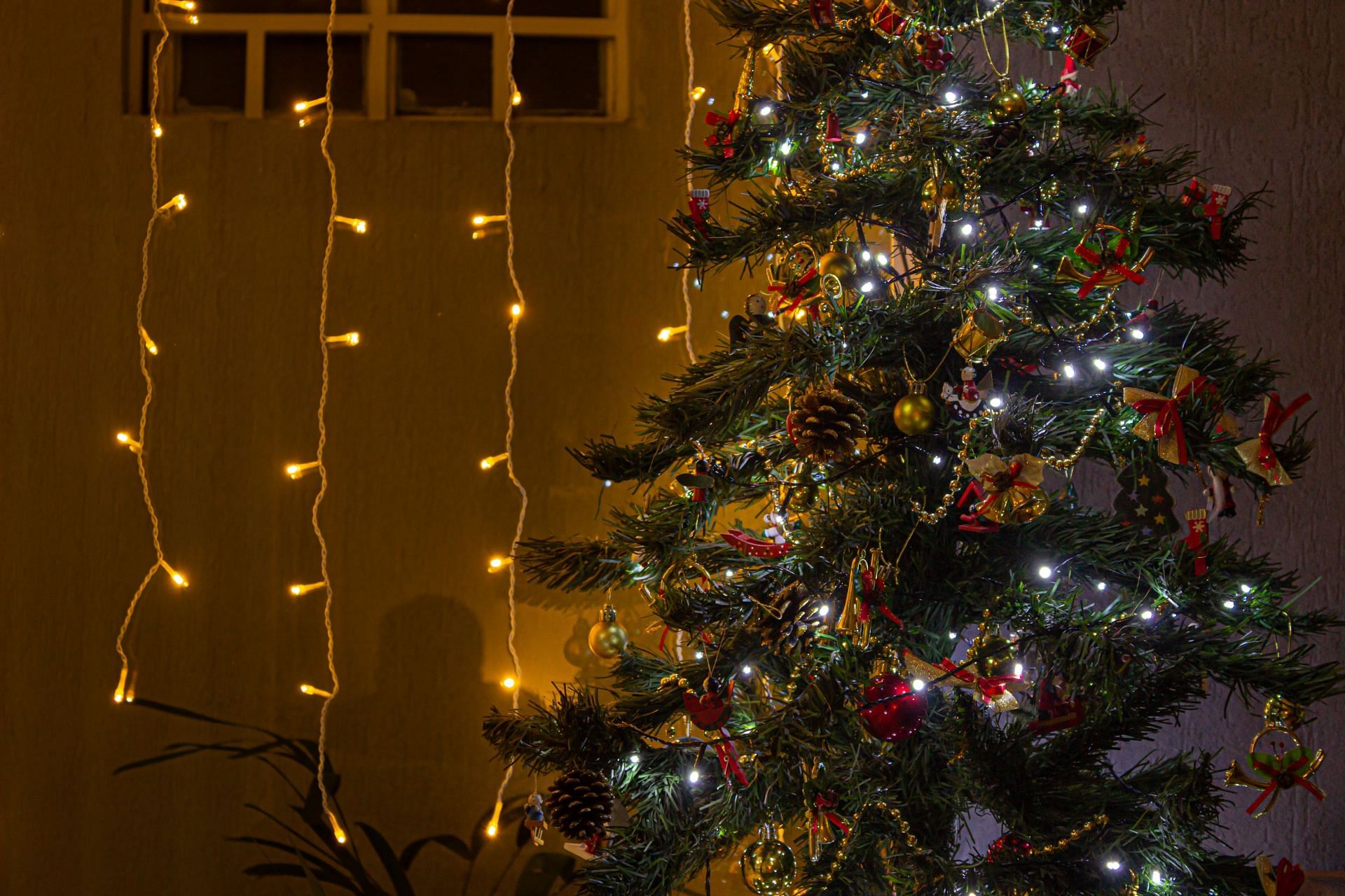 Christmas Fruits (Image via Unsplash/Lucas)